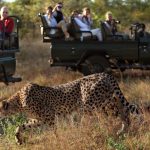 سافاری پارک جنگلی کروگر