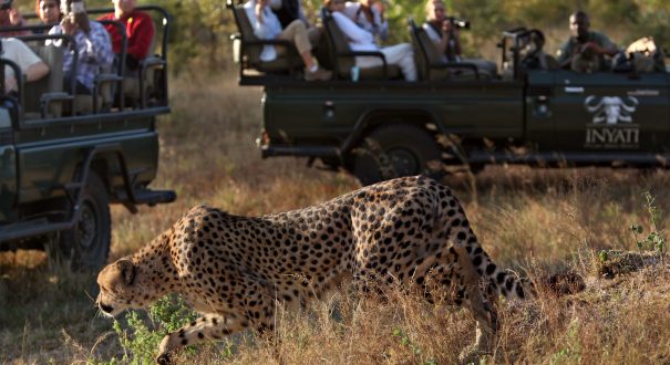 Kruger National Park سافاری پارک جنگلی کروگر