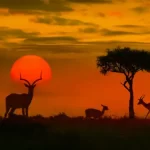 دیدنی های پارک جنگلی کروگر