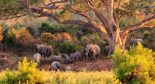 Kruger National Park5 سافاری پارک جنگلی کروگر