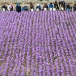 بهار در سرزمین طلای سرخ ایران